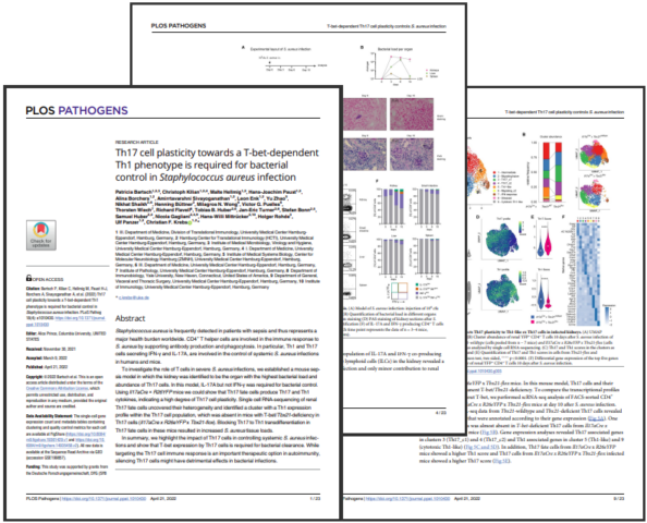 Th17 cell plasticity